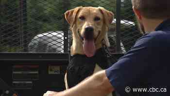 Meet Tilly. She's helping Mississauga fight invasive species