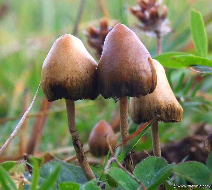 Kingston researcher weighs in on proposed legislation that would make it easier for patients to access psychedelic treatment