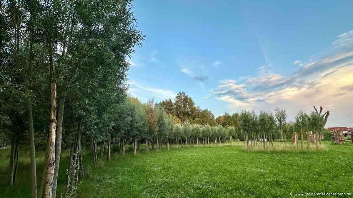 Weidenkuppel brach unter Schneelast ein – Künstler gibt Fehler zu