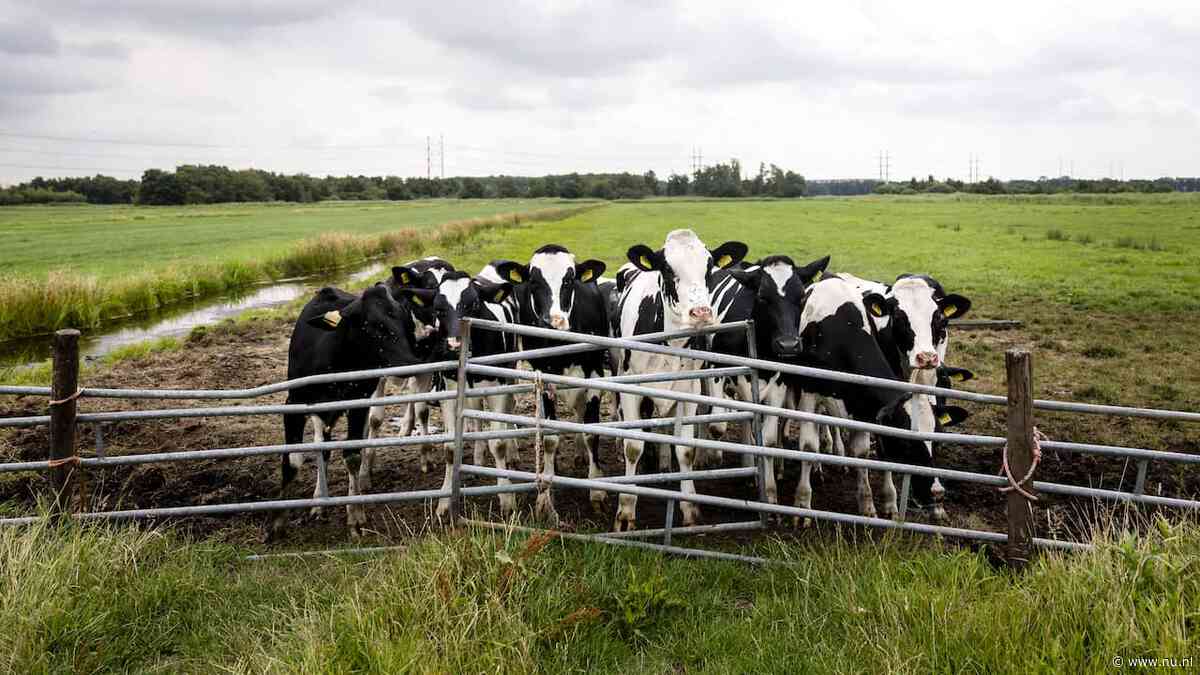 Stevig stikstofplan kabinet: maximaal 2,6 koeien per hectare en zones rond natuur
