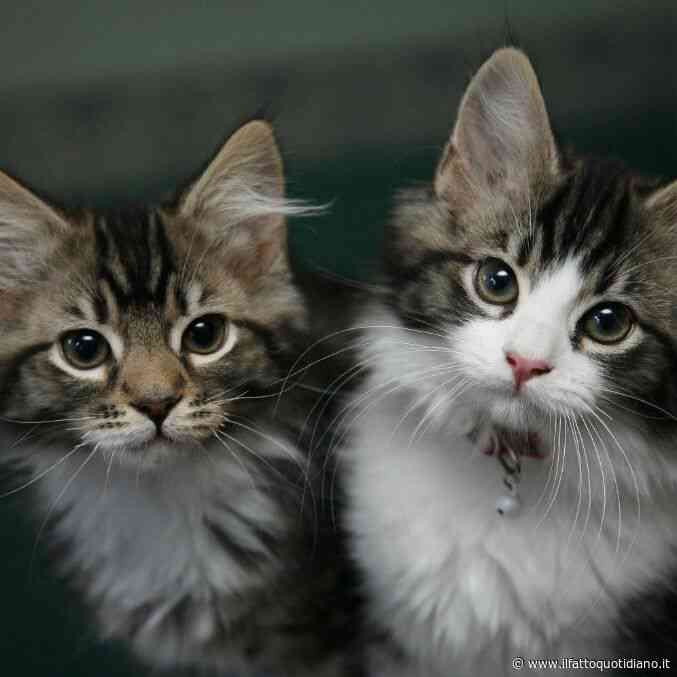 Il colpo di calore nei gatti può essere letale: ecco quali sono i segnali da riconoscere per salvarli