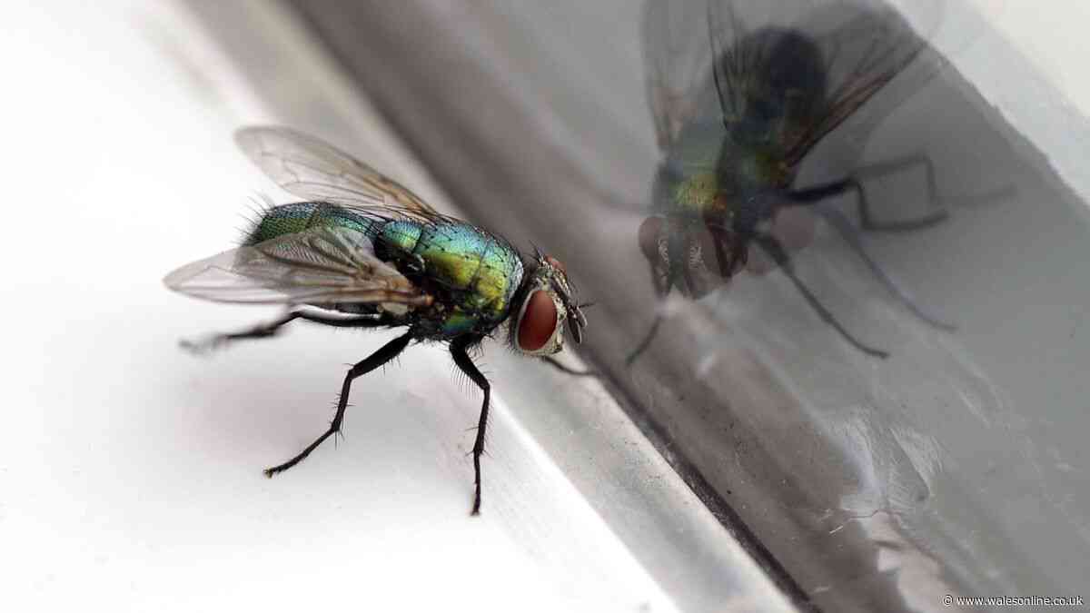 'Genius' cooking tip will make flies flee your home in just 15 minutes