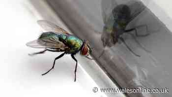 'Genius' cooking tip will make flies flee your home in just 15 minutes