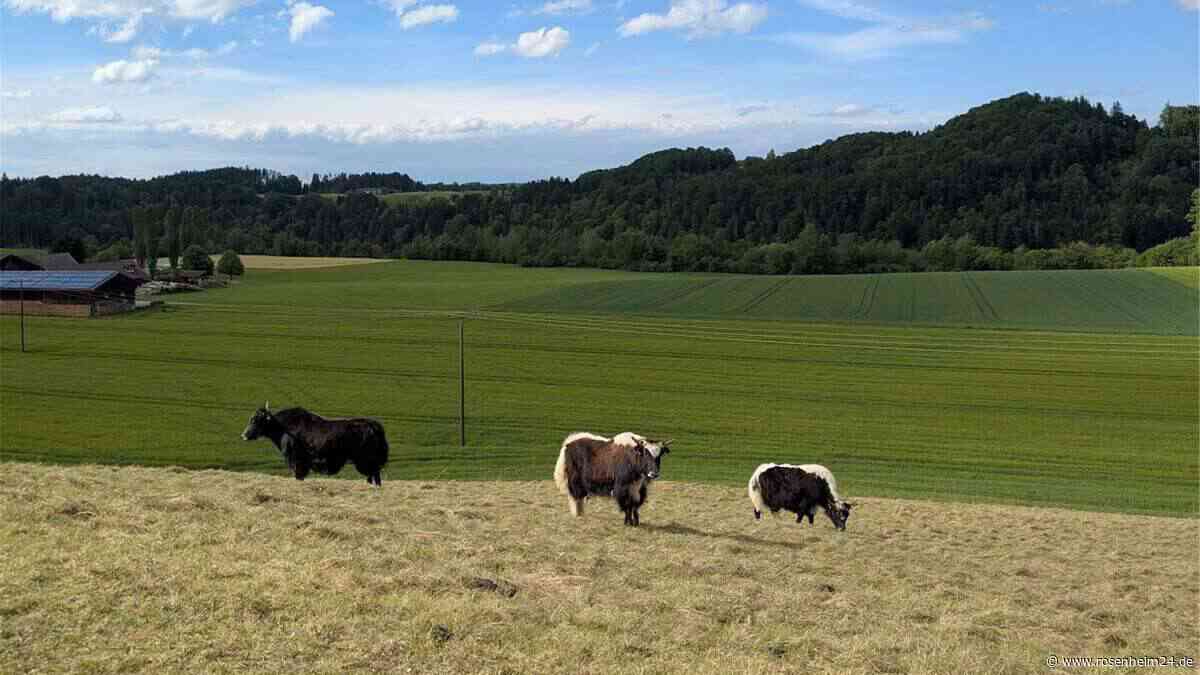 Naturschutzprojekt in Babensham: Yaks pflegen artenreiche Wiesen am Inn