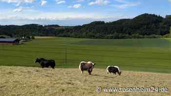 Naturschutzprojekt in Babensham: Yaks pflegen artenreiche Wiesen am Inn