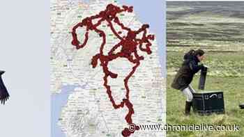 Police issue appeal after golden eagle sighted in Northumberland shot 17 times