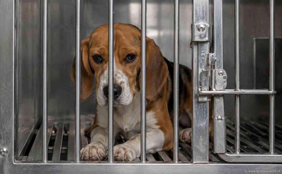 Ontario’s New Animal Research Regulations: A Step Forward, But More Work Remains
