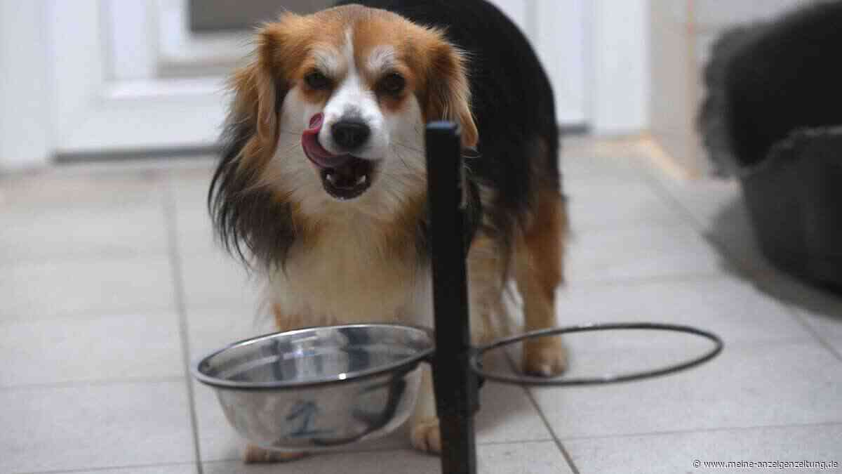 Wenn Sie Ihren Hund so füttern, wird seine Lebensdauer verlängert (wissenschaftlich nachgewiesen!)