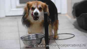 Wenn Sie Ihren Hund so füttern, wird seine Lebensdauer verlängert (wissenschaftlich nachgewiesen!)