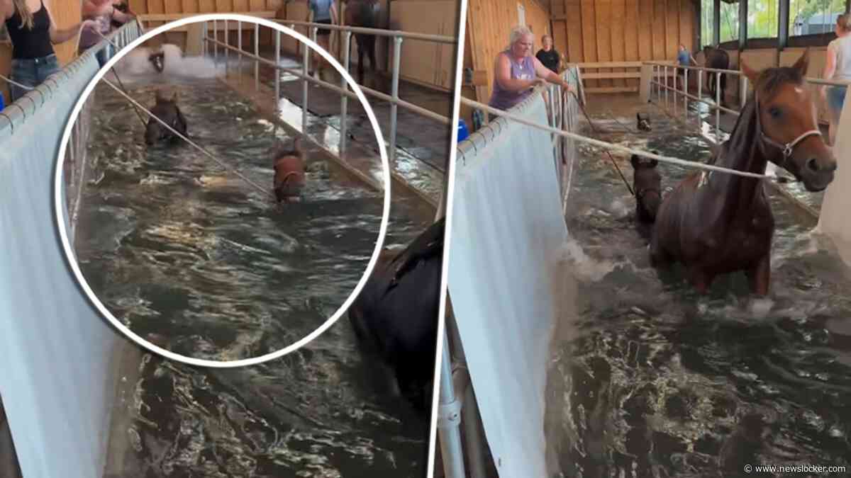 Paarden zoeken verkoeling in speciaal paardenzwembad