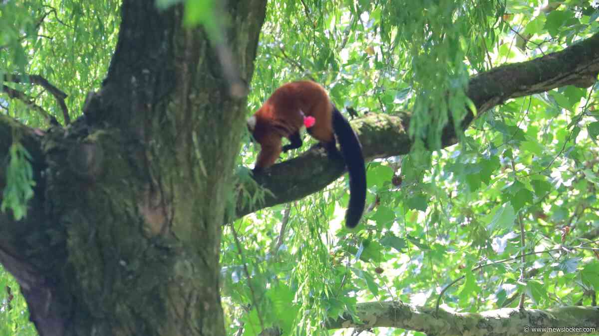Aap ontsnapt uit Artis, verschuilt zich in boom in Amsterdam