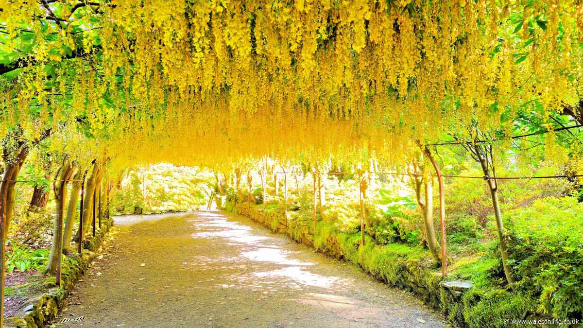'Most beautiful' garden walk in Wales with gorgeous summer blooms