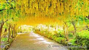 'Most beautiful' garden walk in Wales with gorgeous summer blooms
