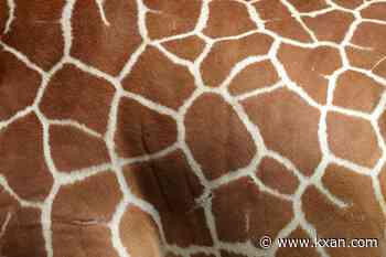 Gracie the Giraffe has been found