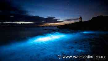 Incredible sight as sea turns a mystical blue off Welsh coast