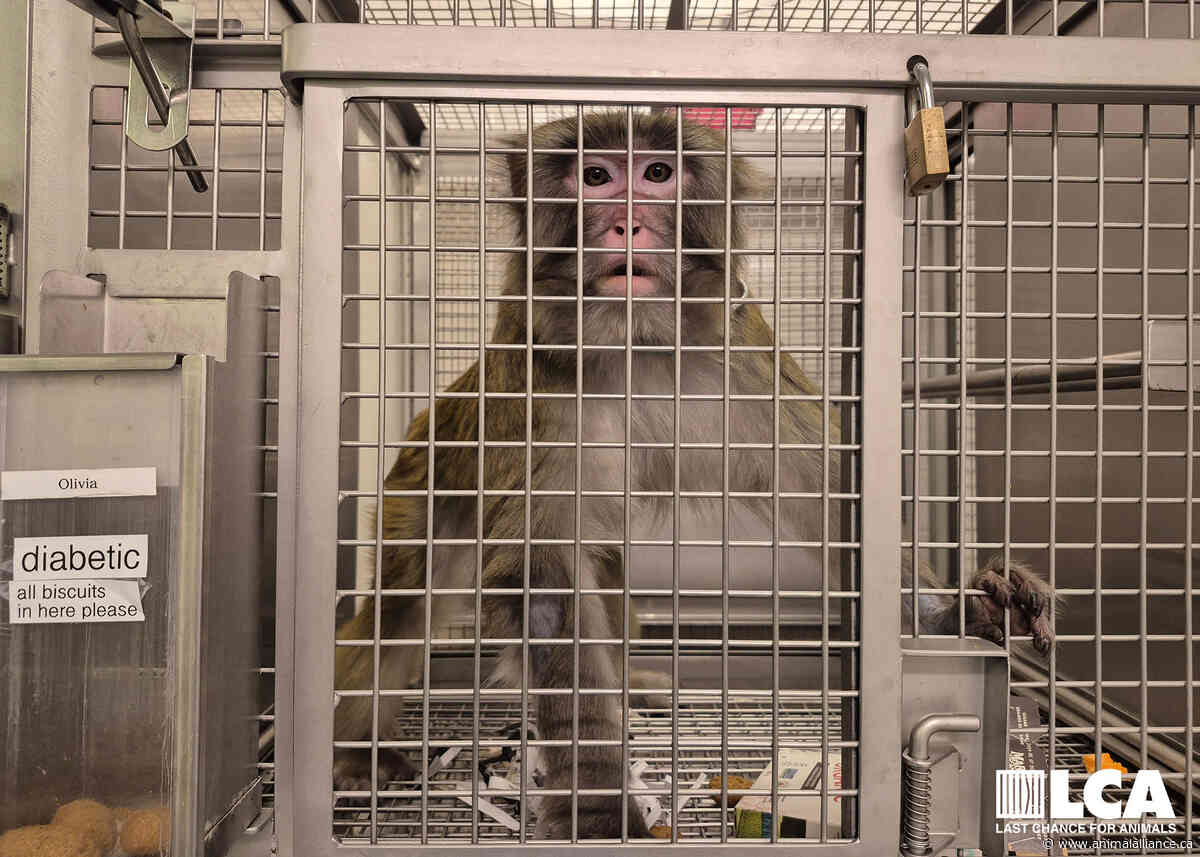 UPCOMING WEBINAR: Inside York University’s Primate Lab: A Conversation with Undercover Investigator Katherine Logan
