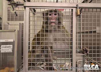 UPCOMING WEBINAR: Inside York University’s Primate Lab: A Conversation with Undercover Investigator Katherine Logan