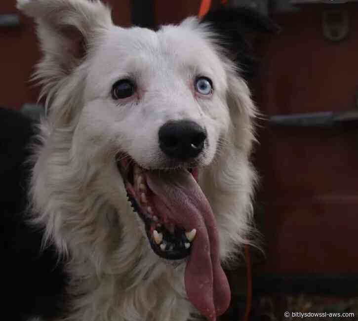 Tsunami, el perro rescatista que ayudó a localizar a un sobreviviente del terremoto en San Bernardino