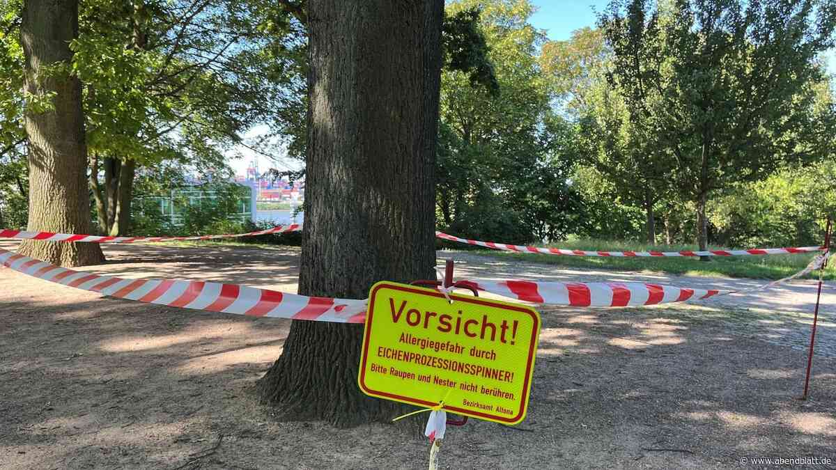 Absperrung an Hamburger Aussichtspunkt: Hier wütet der Eichenprozessionsspinner