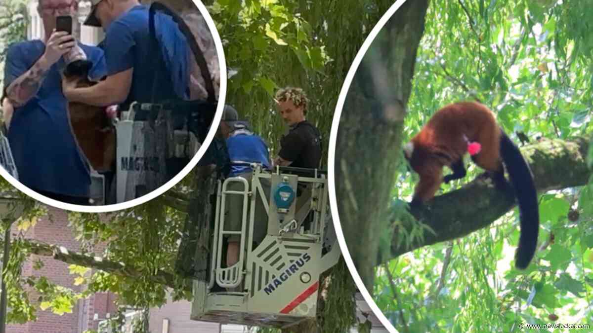 Beelden: Ontsnapte aap uit ARTIS gevonden en gered
