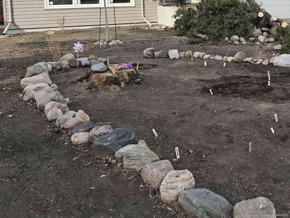 Alternative lawns creating buzz
