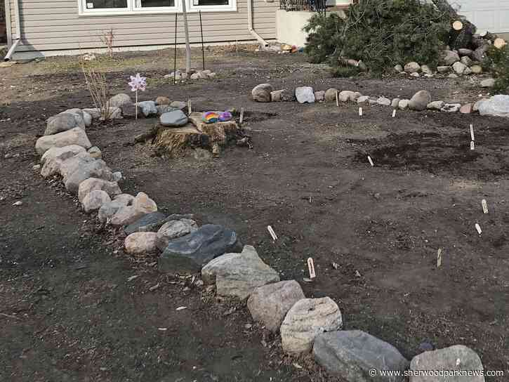 Alternative lawns creating buzz