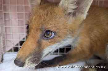 RSPCA issues World Cup warning after wildlife caught in goal netting