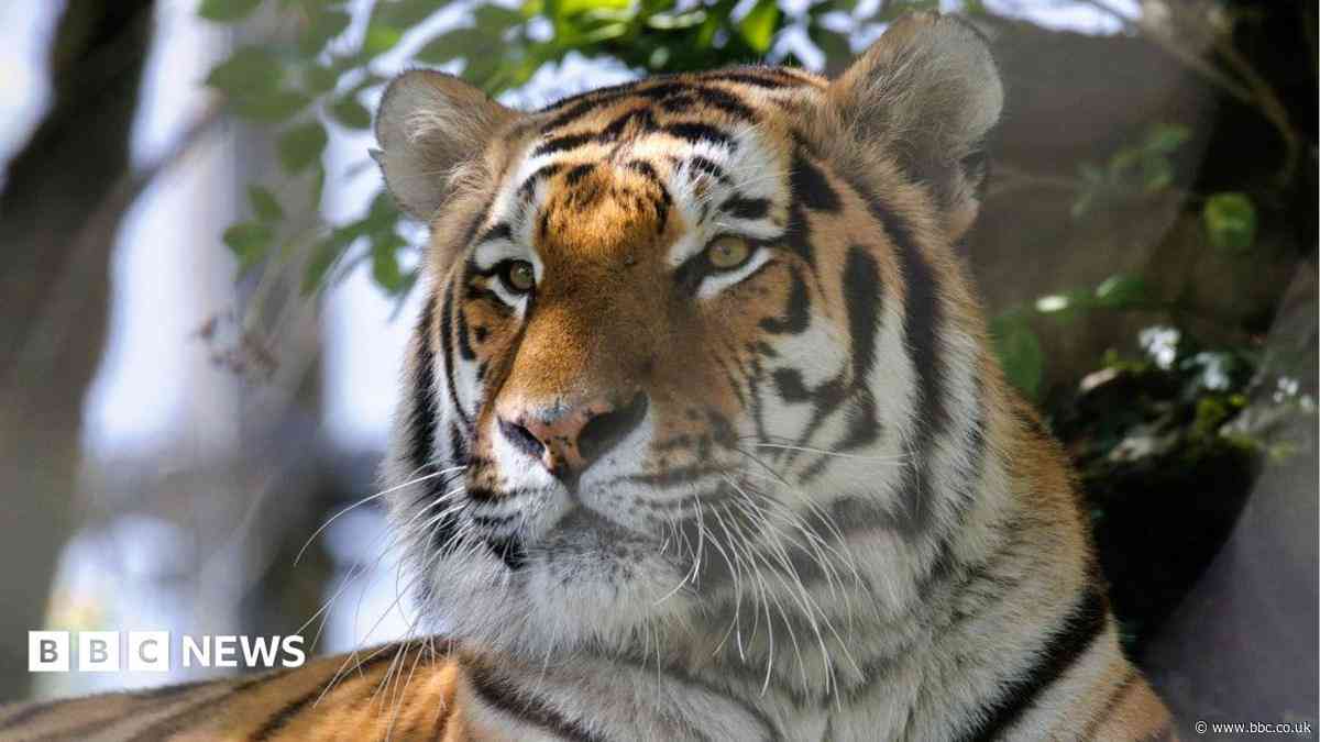 Tiger dies year after arriving at zoo
