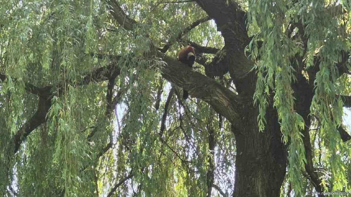 Aap ontsnapt uit ARTIS en wordt uit boom gered met verdovingspijltjes