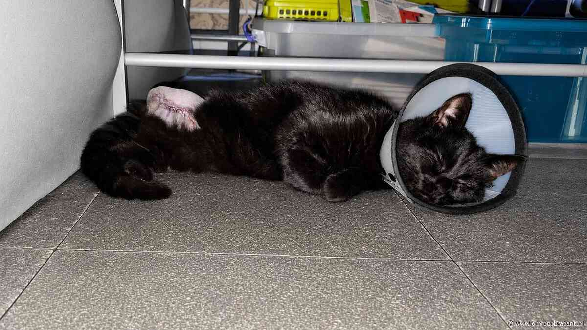 Poes Sissel gevonden met vossenklem, zes weken later pootje geamputeerd
