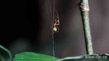 The 'ballista spider' builds a trap to catapult unsuspecting prey into its web