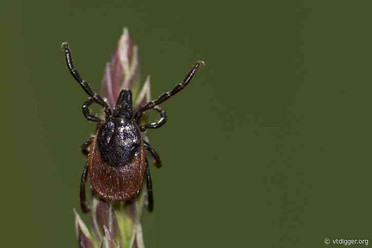 Lyme disease is on the rise in Vermont. Here’s how to protect yourself and still enjoy the outdoors
