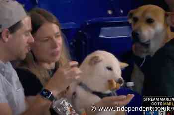 Miami Marlins track down viral ‘very good boy’ who watched as rival pup enjoyed a hot dog at a game