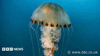 Swimmers warned of jellyfish sightings