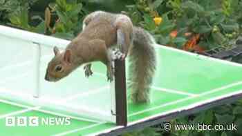 Squirrels tackle Wimbledon challenge in Hitchin back garden