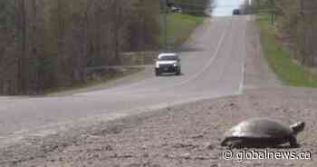 Wildlife experts encouraging public to watch for nesting animals