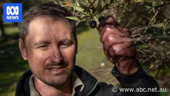 Olive industry 'buzzing' as diets fuel demand, farmers diversify