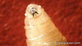 Williamson County urges vigilance as screwworm cases reported in Texas