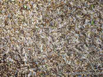 Almost over, Lake Erie's mayflies signal health