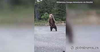 Alberta woman catches encounter with Kananaskis grizzly bear on camera