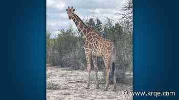 Gracie the Giraffe has been found