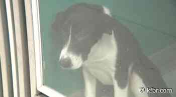 Drug bust in OKC turns up 523 animals having to be seized