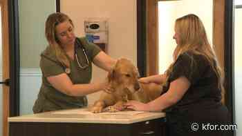 Local vet says 'Kennel Cough' more prevalent this summer