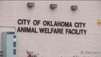 OKC Animal Shelter not accepting animals after more than 500 rescued from OKC home