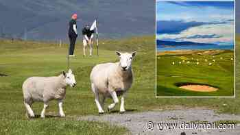 Cows in the bunkers, sheep on the fairways and electric fences around the greens...the astonishing bust up between golfers and their crofter neighbours