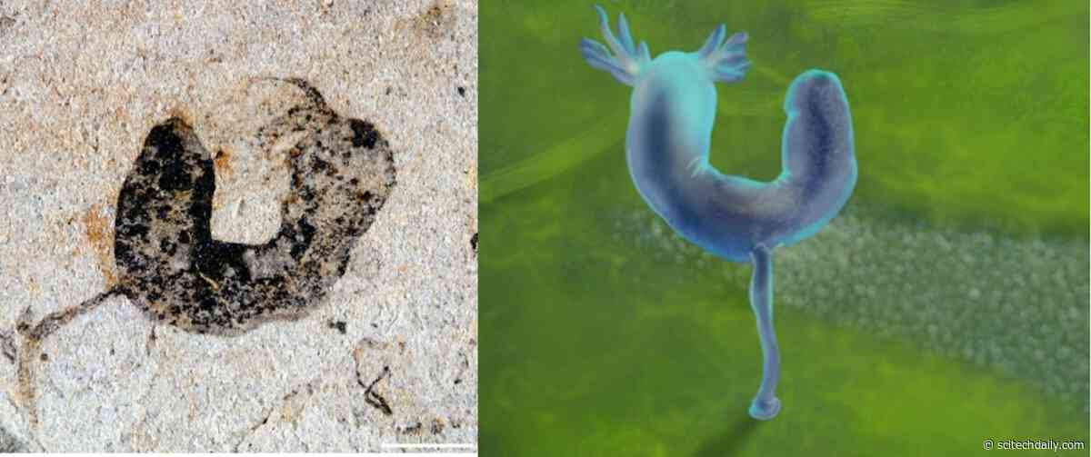 Scientists Discover the Oldest Known Fossils of Humans’ Closest Invertebrate Relatives