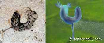 Scientists Discover the Oldest Known Fossils of Humans’ Closest Invertebrate Relatives