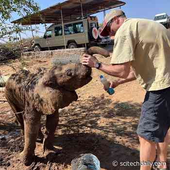 Watch What Happened When a Lost Elephant Calf Returned to Her Family