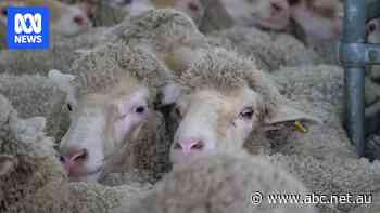 Mutton cracks $9/kg for the first time
