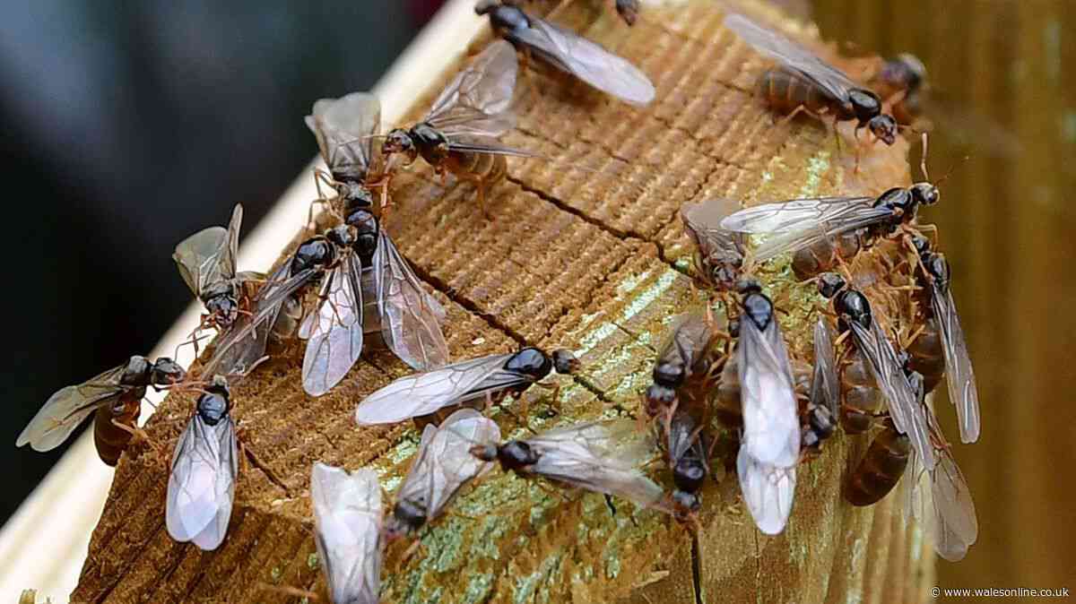 'Early and intense' Flying Ant Day is almost here